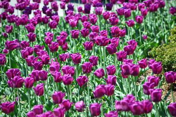 Purple Tulips at Tulip Time Festival in Holland Michigan