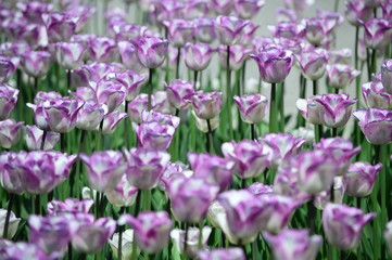 Fototapeta premium Purple Tulips at Tulip Time Festival in Holland Michigan
