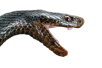 Obraz premium Głowa Jadowitego Węża Czarna Żmija Z Otwartymi Ustami Na Białym Tle.