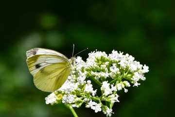 Beautiful European Large Cabbage White butterfly (Pieris brassicae) feeding on a flower in the field.