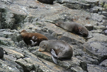 Seals sleeping on rock
