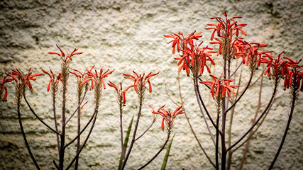 Villa Capao Palmeiras Bahia Brazil 08/15/2015, red flowers on the wall