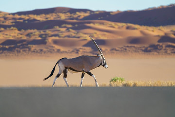 Oryx running across desert plain Namibia