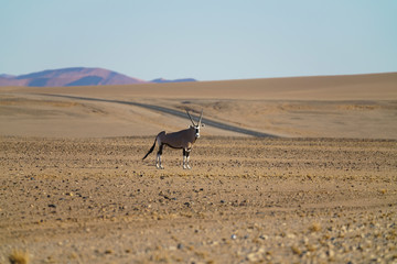 Oryx running across desert plain Namibia