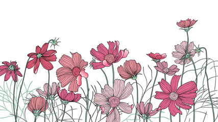Hand drawn pink cosmos flowers with leaves © momosama