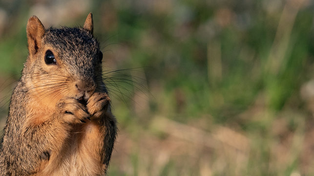 Brown Sqirrel