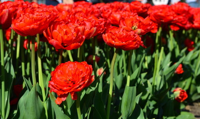 Red Paradise Tulip at Veldheer Tulip Garden in Holland