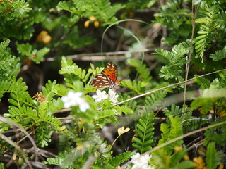 Butterfly on white flowers bush