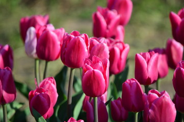 Obraz premium Znane tulipany w Veldheer Tulip Garden w Holandii