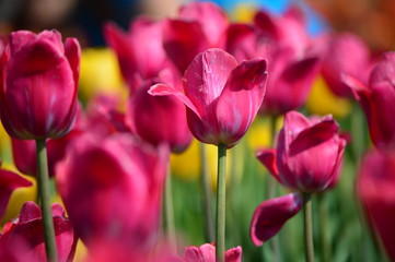 Big Love Tulips at Windmill Island Tulip Garden