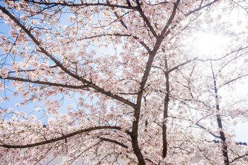 Cherry blossom or Sakura flowers with sunlight. They are in Osaka Japanese Castle, Japan.