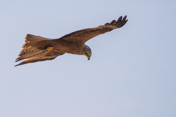 Black kite - Milvus migrans