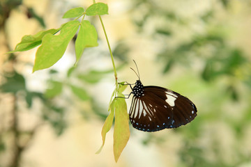 Butterfly Garden - Penang