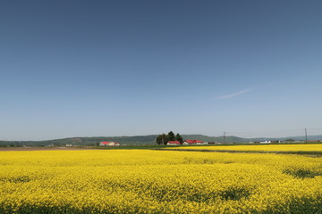 菜の花