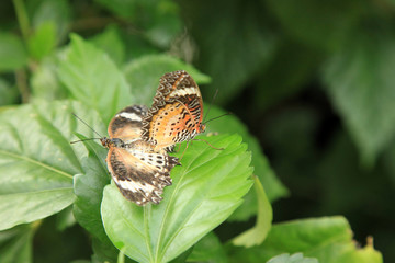 Butterfly Garden - Penang