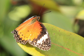 Butterfly Garden - Penang