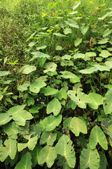 Green Leaves at Brinchang Mountain, Cameron Highlands, Malaysia