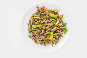 Mole cricket, Gryllotalpa africana Beauvois, Orthoptera, Gryllotalpidae, insects cooked on a white plate with the white background.