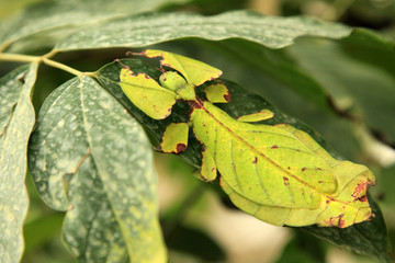 Leaf Insect