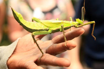 Giant Stick Insect, Malaysia