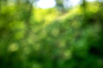 Green blured bokeh backgraund