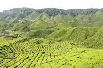 Tea Plantation, Malaysia