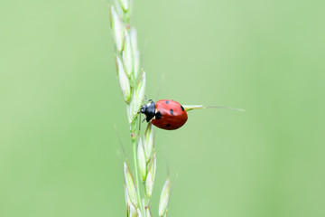 Soft focused fresh ears of young green grass and ladybug on nature in spring summer field close-up of macro with free space for text .
