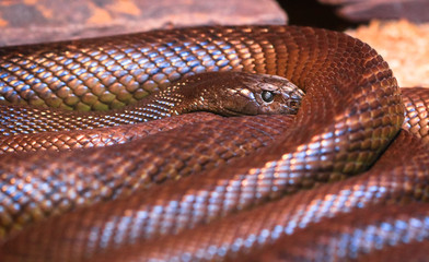 An adult inland taipan (Oxyuranus microlepidotus), the most venomous snake in the world,...