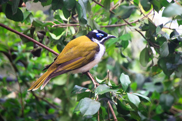 An adult blue-faced honeyeater (Entomyzon cyanotis) in Victoria, Australia.