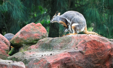 A mother yellow-footed rock-wallaby (Petrogale xanthopus) with a joey in her pouch, among colorful boulders in New South Wales, Australia. - obrazy, fototapety, plakaty