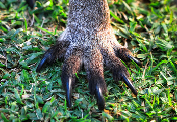 Front foot of an eastern grey kangaroo (Macropus giganteus) in New South Wales, Australia.