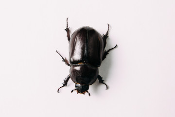 female Rhino beetle