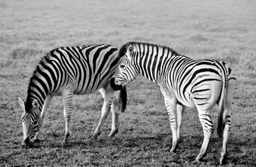 Fototapeta na wymiar Close up of wild Zebras in morning light