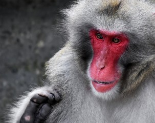 Obraz premium Close up of a Japanese macaque monkey