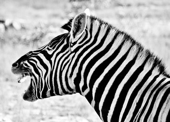 Close up of wild Zebra in morning light