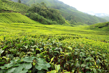 Fototapeta na wymiar Tea Plantation, Malaysia