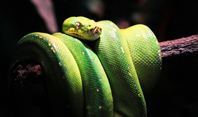 A green tree python (Morelia viridis) sleeps on a tree branch in Australia.