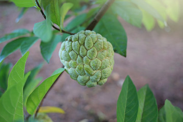 Fototapeta premium Custard apple growing on tree in nature