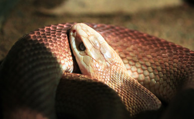 An adult inland taipan (Oxyuranus microlepidotus), the world's deadliest snake, resting on a sandy ground, Australia.