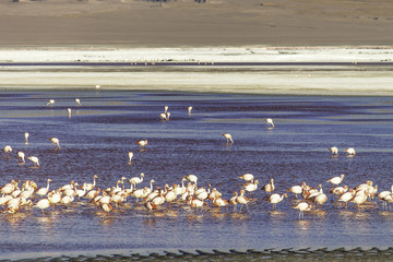 Reddish lake with a group of flamingos feeding