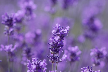Obraz premium field lavender morning