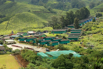 Tea Plantation, Malaysia