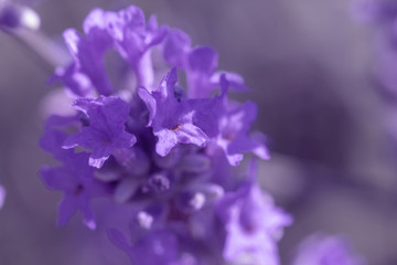 Fototapeta na wymiar field lavender morning