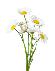 Fototapeta Bouquet of Chamomiles ( Ox-Eye Daisy ) isolated on a white background. obraz