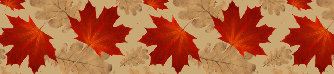  panorama autumn pattern from  oak leaves and dry red maple leaves