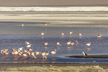 Reddish lake with a group of flamingos feeding