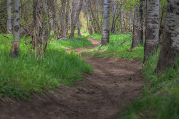 Winding Trail in Big Springs Park lower