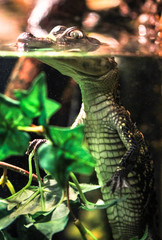 A baby saltwater crocodile (Crocodylus porosus) pokes its head above the surface of the water in...