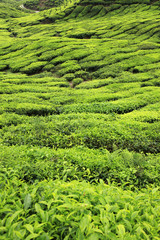 Tea Plantation, Malaysia