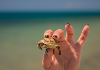 Little turtle in hands